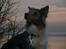 Border collie Zacho