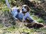 Beagle Mads / Fairytosh Mc. Cafferty - Schweissweekend 9-11/04.10 Skindet er fundet! Dygtig hund! :)