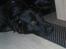 Labrador retriever king ( R.I.P <3 aflivet)