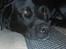 Labrador retriever king ( R.I.P <3 aflivet)