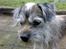 Border terrier † Darwin †