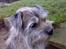 Border terrier † Darwin †