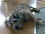 Border terrier † Darwin †