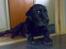 Labrador retriever † Loke †<3 savnet.