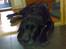 Labrador retriever † Loke †<3 savnet.
