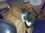 Blanding af racer Simba
