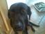 Blanding af racer Sheeba