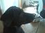 Blanding af racer Sheeba