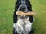 Cocker spaniel pluto - hejsa:)