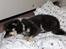Finsk lapphund Kupio Ozzy