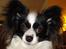 Papillon Nala - Nala - 14. januar 08