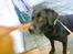 Labrador retriever † Loke †<3 savnet.