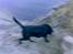 Labrador retriever † Loke †<3 savnet. - Slørred billede med Loke ved søen