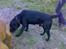 Labrador retriever † Loke †<3 savnet.