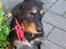 Blanding af racer Brutus Maximus