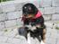 Blanding af racer Brutus Maximus