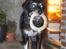 Blanding af racer Brutus Maximus