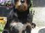 Blanding af racer Brutus Maximus