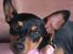 Dvaergpinscher Gaja - Gaja "fotomodellen"