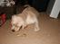 Labrador retriever Juelsgaard's Coat of Many - Kasia fejrer juleaften