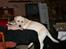 Labrador retriever Juelsgaard's Coat of Many