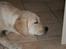 Labrador retriever Juelsgaard's Coat of Many