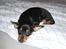 Dvaergpinscher Gaja - Seng med dyner er bedre en en stal !