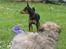 Dvaergpinscher Gaja - Gaja og hendes allerbedste ven Zibbe (hun er også i galleriet)