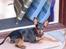 Dvaergpinscher Gaja - Gaja soler sig