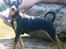 Dvaergpinscher Gaja - Flot hund ikk´