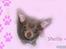 Chihuahua Shelby *03.10.* - lavet af TGW FOTO ( mange tak )