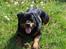 Rottweiler Tais