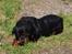 Rottweiler Tais