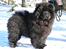 Chow chow Piuk Chow Victoria - Piuk Chow Missies Victoria Princess 3½ md gammel