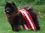 Chow chow Piuk Chow Victoria - Billede fra da hun blev klubmester i 2008 - der var hun 20 mdr gammel :-)