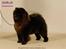 Chow chow Piuk Chow Victoria - Her er fra Dec 2008 lige efter at hun vandt i Stockholm og blev Svensk Champion. Synes at det er et flot billede som fotografen tog af hende