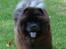 Chow chow Piuk Chow Victoria - Hej mor