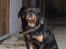 Rottweiler Tais