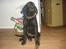 Labrador retriever simpson SOLGT