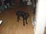 Labrador retriever simpson SOLGT