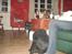 Labrador retriever simpson SOLGT