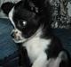 Chihuahua Noir