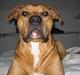 Amerikansk staffordshire terrier Chili