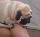 Mops Loui