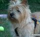 Cairn terrier rasmus