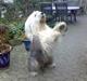 Old english sheepdog †Sigurd†