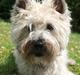 Cairn terrier Micci