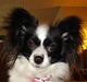 Papillon Nala