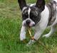 Fransk bulldog Lulu
