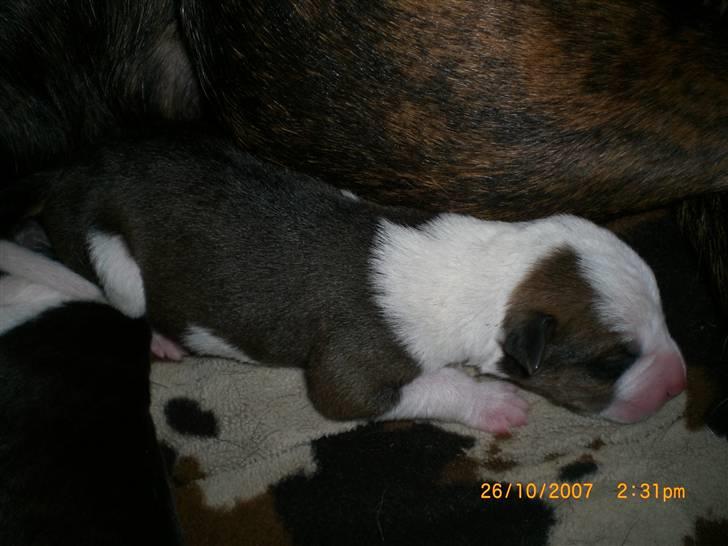 Blanding af racer Eddy billede 8